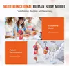 VEVOR Modèle d'anatomie humaine en 4 parties Modèle Voir les images du produit 10