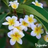 Frangipani Flüssigdünger 2x1L – 3-4-3 NPK - Produktbild-Vorschau 5