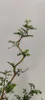 Sophora 'Little Baby' Honigbaum - Zickzackstrauch - Höhe Produktbild-Vorschau 2