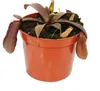 Pianta carnivora dalle foglie rosse - Nepenthes - 9 cm Anteprima dell’immagine prodotto 2