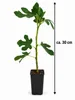 Vijgenboom 'Brown Turkey', circa 30 cm – Ficus carica, Productafbeelding-voorbeeld 5