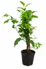 Amalfi: Trio di agrumi (circa 70 cm) – Limone, calamondino Anteprima dell’immagine prodotto 4