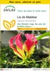 SAFLAX Ensemble de culture - Lis de Malabar - 15 graines - Voir les images du produit 1