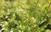 Ilex crenata 'Stokes', Japanische Stechpalme, immergrün, Produktbild-Vorschau 1