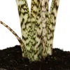 Alocasia zebrina – Tiger Arrow Leaf – Topf 14 cm – Höhe Produktbild-Vorschau 4