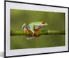 MuchoWow® MuchoWow® Gerahmtes Poster Rotäugiger Produktbild-Vorschau 1