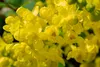 Mahonia aquifolium, Gewöhnliche Mahonie, immergrün, 30–40 Produktbild-Vorschau 12