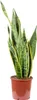 Sansevieria trifasciata 'Laurentii' - Chanvre arqué Voir les images du produit 1