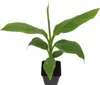 Musa basjoo 30-60 cm - banano resistente al freddo Anteprima dell’immagine prodotto 4