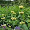 6 x Sýrska ohňovka - Phlomis russeliana | kvetináč 9cm x Náhľad obrázku produktu 1