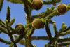 Araucaria araucana, Andentanne, 40–50 cm Produktbild-Vorschau 4