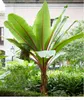 A large banana plant with red-striped leaves stands in a garden setting, with a building and other greenery in the background. Produktbild-Vorschau