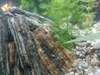 Pierres décoratives pour aquarium, ardoise naturelle, 5 kg Voir les images du produit 11