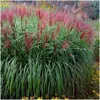 Stauden Gänge 1 x Miscanthus sinensis 'Rotsilber' im 1 Topf Produktbild-Vorschau 1