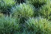 Stauden Gänge 10 x Festuca gautieri 'Pic Carlit' - Produktbild-Vorschau 7