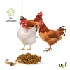 Three chickens and a pile of dried mealworms on a white background. Produktbild-Vorschau