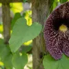 x2 Aristolochia Macrophylla P17 H80 Produktbild-Vorschau 2