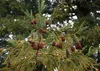 SAFLAX - Sekwoja Przybrzeżna - 50 Nasiona - Sequoia Podgląd zdjęcia produktu 7