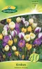 Artikelbild 2 von 'Krokus Botanische Mischung (40 Stück)' aus der Kategorie Krokuszwiebeln Produktbild-Vorschau