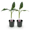 Green boutiQ - Plante fruitière - Bananiers - Musa Voir les images du produit 1