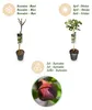 Ficus carica Brown Turkey - Plante sur tige - Plante de Voir les images du produit 9