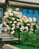 A flowering hydrangea plant is shown in front of a house with stairs and greenery. Produktbild-Vorschau