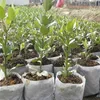 Vrecká na pestovanie sadeníc (100 ks) Náhľad obrázku produktu 4