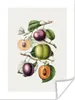 MuchoWow® Poster Obst - Jahrgang - Pfirsich 90x120 cm - Produktbild-Vorschau 1