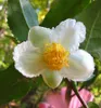 Théier (Camellia sinensis)  - 5 graines Voir les images du produit 3