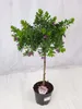 [Palmenlager] Polygala myrtifolia - Kreuzblume - 80 cm - Produktbild-Vorschau 1