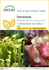 SAFLAX  - Sarracenia - 10 semi - Sarracenia Anteprima dell’immagine prodotto 1
