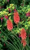 Stauden Gänge 1 x Kniphofia ‘Redhot Popsicle’ - Fackellilie Produktbild-Vorschau 3