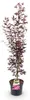 Klon japonski Acer palmatum Atropurpureum, lisciasta Podgląd zdjęcia produktu 3