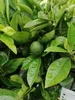 Citrus sinensis 140-170 cm avec fruits - Orange véritable - Voir les images du produit 3