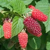 Green boutiQ - Fruitplant - Rubus log. Tayberry - Braamboos Voir les images du produit 5