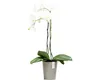 Orchideenvase Orchideentopf Ecopots Morinda Orchidee Produktbild-Vorschau 2