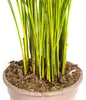 Goldfruchtpalme – Dypsis lutescens – Areca – Einzelpflanze Produktbild-Vorschau 5