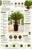 Cycas Revoluta, výška cca 100 cm – Sagopalma, palmfarn, Náhled obrázku produktu 3