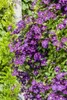 Clematis viticella, Italienische Waldrebe, 60–100 cm, Produktbild-Vorschau 5