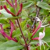 A close-up view of a honeysuckle plant with red buds and pink and white flowers. Anteprima dell’immagine prodotto