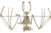 Scheletro di pipistrello - decorazione 30 cm Malatec 22005 Anteprima dell’immagine prodotto 1