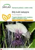 SAFLAX - Bílý květ netopýra - Tacca integrifolia - 10 Náhled obrázku produktu 1