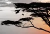 Tableau acoustique Afrique 200 x 100 cm Tableaux Mousse Voir les images du produit 2