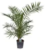 Kanarische Dattelpalme 100-120 cm - Phoenix canariensis - Produktbild-Vorschau 1