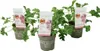 Anti-Moskito-Pflanze - 3 Stk - Pelargonium Pink Capitatum - Produktbild-Vorschau 1