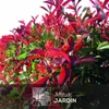 Photinia red robin - plantes de haies - ↕ 100-120 cm - ⌀ 22 Voir les images du produit 2