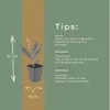 Convallaria majalis | 12 pièces - 10-25cm - Ø9cm - Plante Voir les images du produit 4