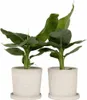 Bananaier nain - Set de 2 - Musa 'Oriental Dwarf' - Hauteur Voir les images du produit 7