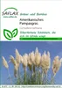 SAFLAX - Americká pampová tráva - Cortaderia selloana - 200 Náhľad obrázku produktu 11