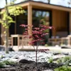 Érable du Japon - Acer palmatum 'Atropurpureum' - Hauteur Voir les images du produit 5